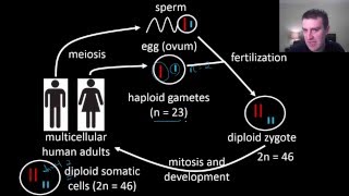 Human life cycle [upl. by Imeaj]