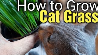 How to Grow Cat Grass StepbyStep Guide to Sowing Seeds Successfully [upl. by Aenert928]