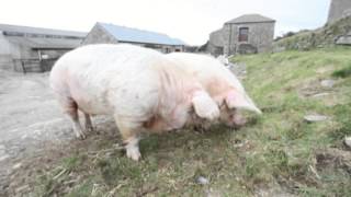 Britains fattest pigs weigh 720kg  thats 10000 sausages [upl. by Rogergcam706]