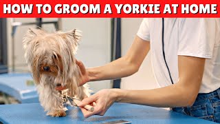 How to Groom a Yorkie AT HOME 🛁 ✂️ EASY and EFFECTIVE [upl. by Htessil241]