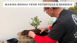 Bonsai from Potentilla amp Berberis [upl. by Ahsaten]