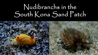 South Kona  Hookena Sand Box  Good Day for Nudibranchs and Sea Slugs [upl. by Evelina]