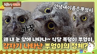 TV동물농장 식당 인기스타 뿌엉이🦉 근데 알고보니 뿌엉이는 수리부엉이가 아니다😱 뿌엉이의 정체는 TV동물농장 AnimalFarm SBSstory  EP1139 [upl. by Eener]