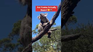 Are Koalas Actually Bears🤔🐨shorts koala [upl. by Willetta]