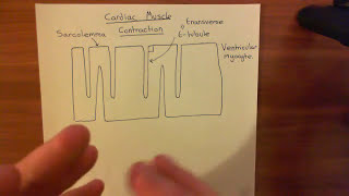 Cardiac Muscle Contraction Part 1 [upl. by Bridge]