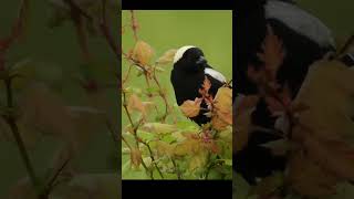 Passaro Bobolink canto passaros birds passaroslivres nature birdsounds cantodospassaros [upl. by Ardnekahs883]