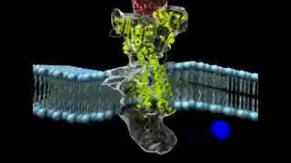 The SodiumPotassium ATPase Pump [upl. by Kartis359]