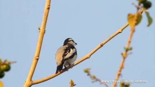 A Pied Triller Calls [upl. by Herald]