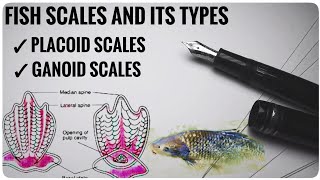 Scales and types of scales in fishes  fish scales [upl. by Aser719]