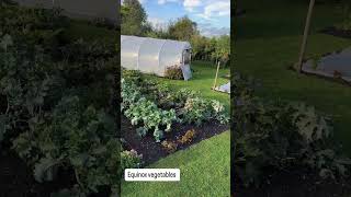 Vegetable garden Somerset early autumn nodig [upl. by Stanislas779]