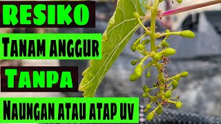 RESIKO MENANAM ANGGUR TANPA NAUNGAN ATAU ATAP UV‼️🍇 [upl. by Chadbourne]