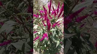 Celosia argentea Plumed cockscomb  plantplants feathers herbe music [upl. by Danella823]