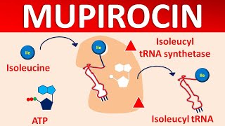 Mupirocin  Mechanism side effects precautions amp uses [upl. by Schifra]