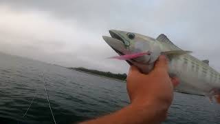 Morning FlyFishing Session  August Bonito and Bass [upl. by Icats]