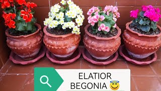 How to Grow N Care ELATIOR BEGONIA Long lasting begonia Multiple colour winter flower 🌸❄️begonia [upl. by Lashoh]