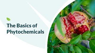 The Basics of Phytochemicals [upl. by Ayo]