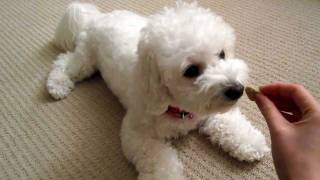 Bichon Short Training Session Monchi [upl. by Janette]