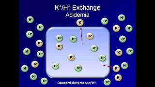 Normal AcidBase Regulation ABG Interpretation  Lesson 2 [upl. by Jarlathus163]