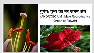 Sexual Reproduction in Flowering plantsLecture2Androecium पुमंगClass 12Target Board NEET 2025 [upl. by Geller]