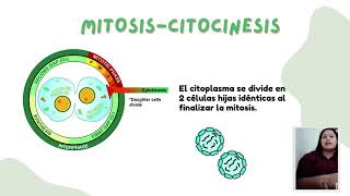 Ciclo celular Fases y control Mitosis y Meiosis [upl. by Kavita62]