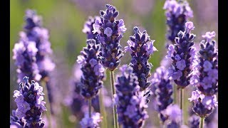 LAVANDA Beneficios y Propiedades para la Salud [upl. by Engdahl907]