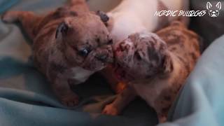 NORDIC BULLDOGS KENNEL  BLUE AND TAN MERLE  AURA x KING LITTER [upl. by Hughes]