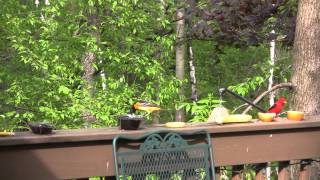 Orioles and Scarlet Tanagers Gorge on grape jelly [upl. by Flemming223]