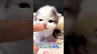 I came I saw I napped The Cat Life 😸😺😸 Funniest cat shorts short [upl. by Brier550]