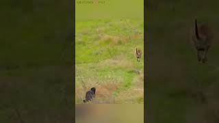 जब मां kangaroo 🦘 एक जंगली wolf 🐺 से भाग rhi थी तब baby kangaroo 🦘 गलती से pooch से गिर जाता hai😮🥹 [upl. by Nymassej467]