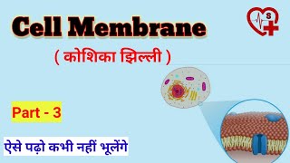 Cell membrane कोशिका झिल्ली   anatomy and physiology [upl. by Tina]