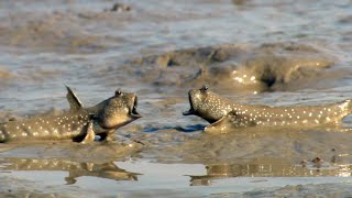 Walking Fish and Fiddler Crabs Dine on a Muddy Buffet  Ganges  BBC Earth [upl. by Nomrej]