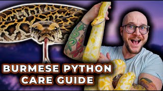 The BETTER BALL PYTHON Burmese Python Care Guide 2024 [upl. by Aidiruy]