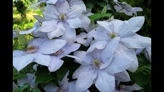 Zjawiskowe powojniki Clematis flower [upl. by Haden386]