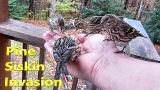 Hand Feeding Pine Siskins [upl. by Htaek]