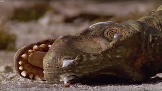 The Dinosaurs Fight for Survival  Walking with Dinosaurs in HQ  BBC Earth [upl. by Ennairrek593]