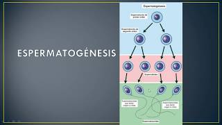 LA GAMETOGÉNESIS ESPERMATOGÉNESIS Y OVOGÉNESIS biología 10º [upl. by Llenyar]