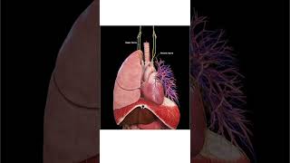 lungs 😲😳biology ytshorts doctor heart heartphysiology neet mbbs medicalstudent [upl. by Yffat]