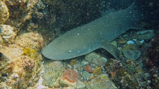 Karratha Snorkel [upl. by Edrock660]