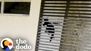 Cat Was Stuck Between Grates Of A 20Story Building  The Dodo [upl. by Lenehc367]