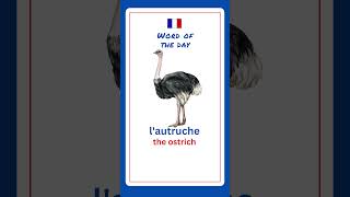 How To Say Ostrich In French  French For Beginners [upl. by Jackelyn]