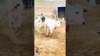 Cow masti cow animals funny greenscreen shorts youtubeshorts amazing funnyviralvideo [upl. by Melc]