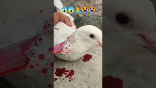 viralvideo funny comedyclips comedy unfrezzmyaccount funnyvideos pigeon dailyvlog [upl. by Yllrebmik]