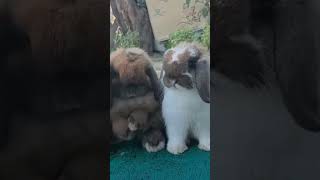 Buruan sebelum kehabisanbaby rabbitsofinstagram bunnylove bunniesofinstagram rabbits cute [upl. by Roswald]