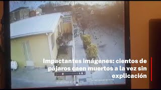 Impactantes imágenes cientos de pájaros caen muertos a la vez sin explicación [upl. by Barvick]