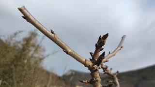 Baum Rückschnitt bei abnehmenden absteigenden Sternzeichen Schütze Mond Bäume nehmen keinen Schaden [upl. by Kettie]