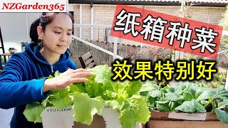 【种菜】用纸箱种菜，叶菜长得特别旺！再也不用买容器了！ [upl. by Annairba680]