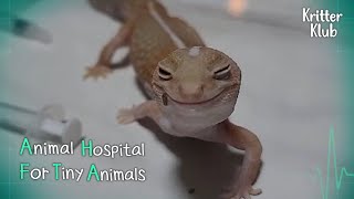 Todays Patient Fattailed Gecko l Animal Hospital For Tiny Animals Ep 1 [upl. by Lledyl985]