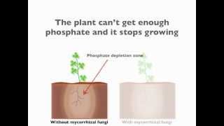 Mycorrhizal symbiosis [upl. by Dinan]