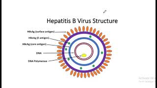 Hepatitis B serology questions شرح بالعربي [upl. by Adnoel]