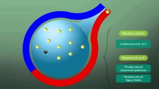 Fisiología del Pulmón [upl. by Eenwahs]